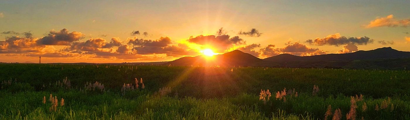 Sunrise over Sugar Cane Fields